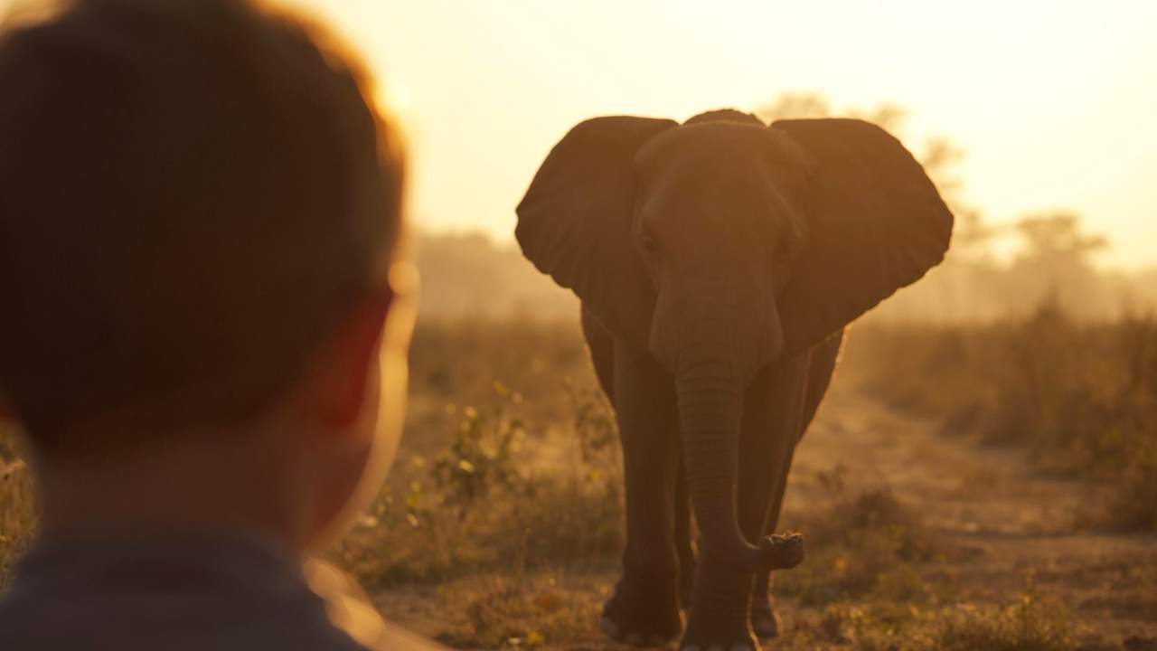 A child watching an elephant walk towards them along a track at sunrise