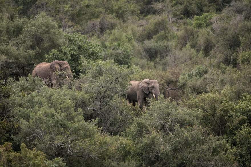 Two elephants moving through dense green thicket in Addo Elephant National Park