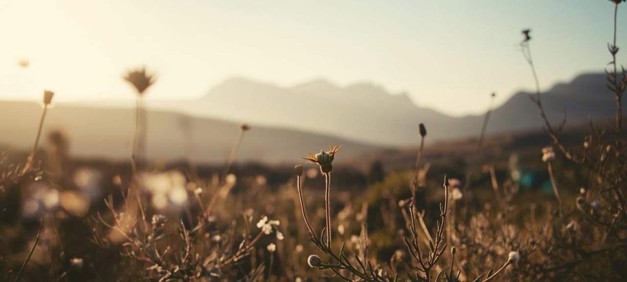 Fynbos in soft evening light with mountains fading into haze beyond